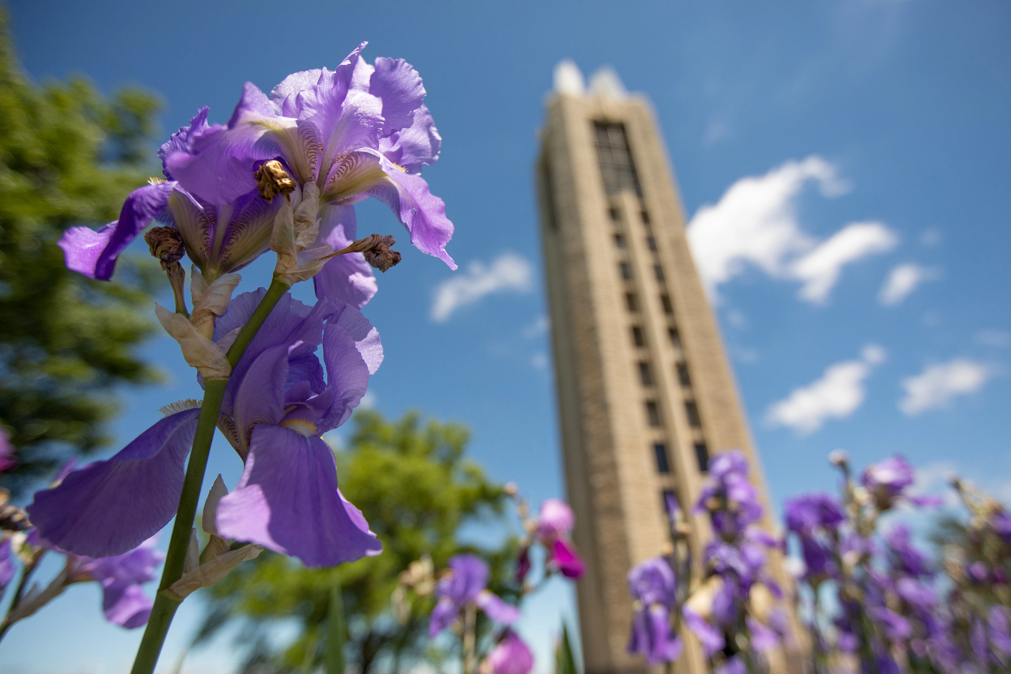 Purple flowers in front of the campanile